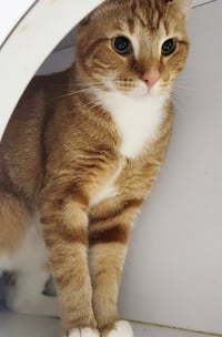 Fritatta *FIV+* - Photo 3