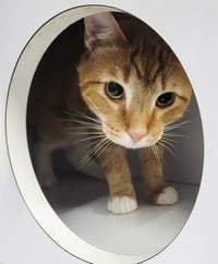 Fritatta *FIV+* - Photo 4