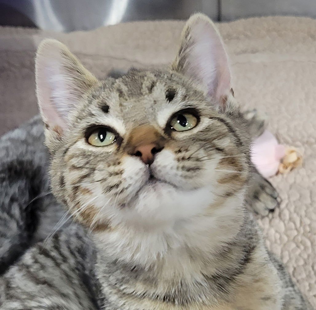 KITTEN CROSSWORD - Tabby / Domestic Short Hair available for adoption