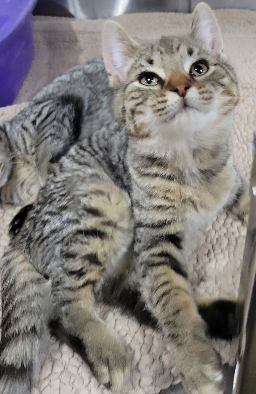 KITTEN CROSSWORD - Tabby / Domestic Short Hair available for adoption