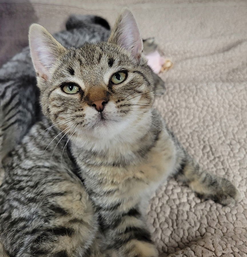 Kitten Crossword - Photo 3