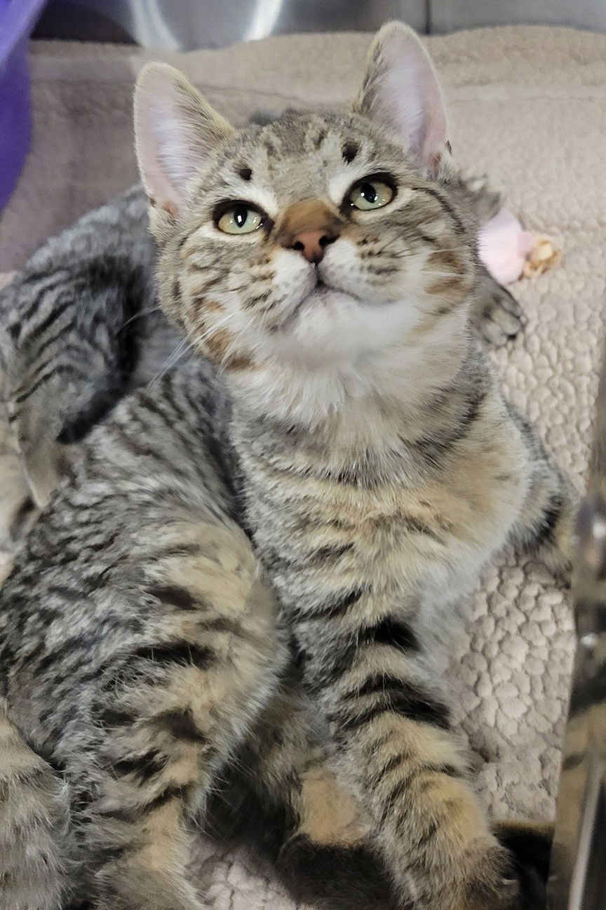 Kitten Crossword - Photo 4