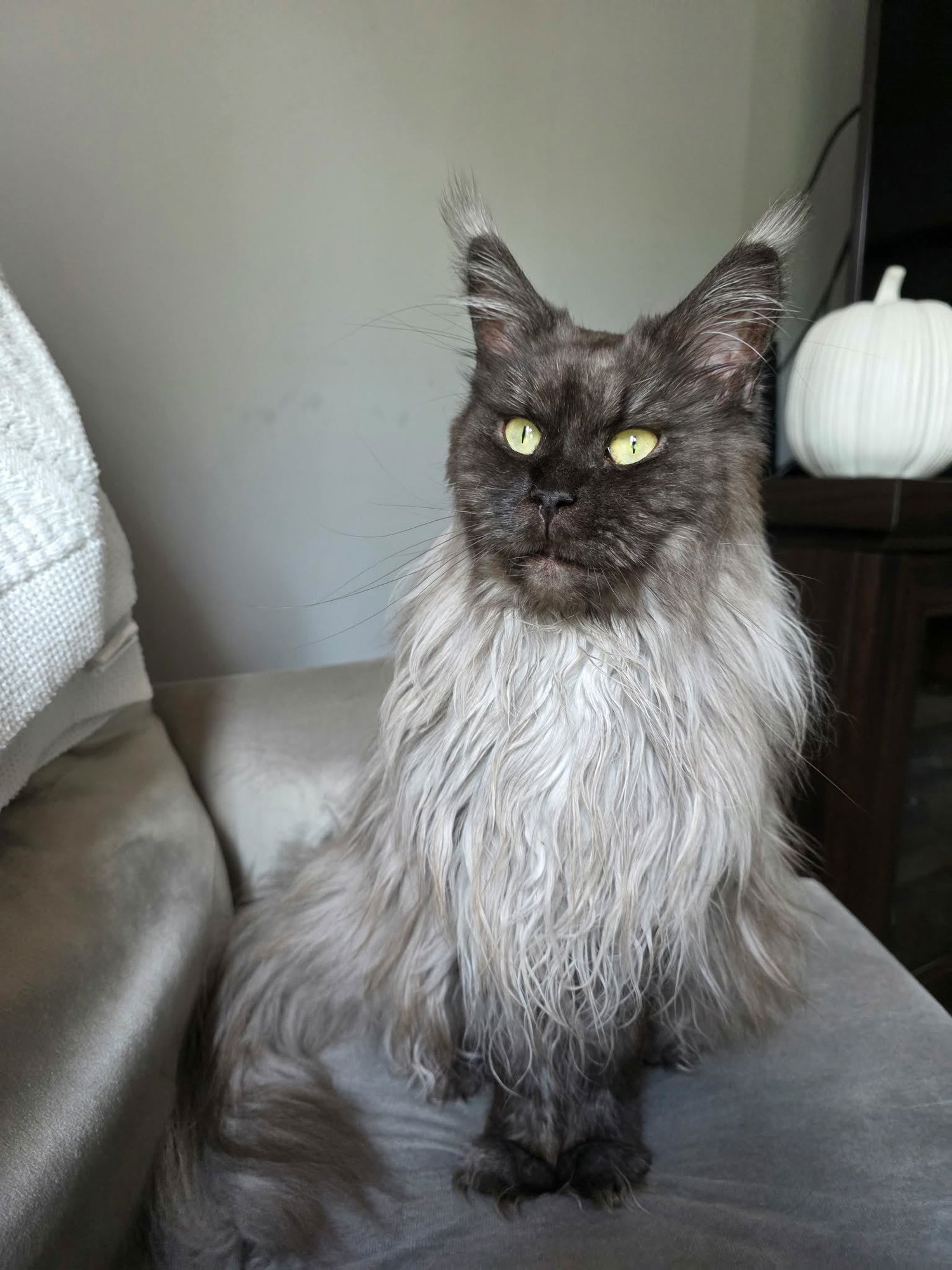 JINX - Maine Coon available for adoption