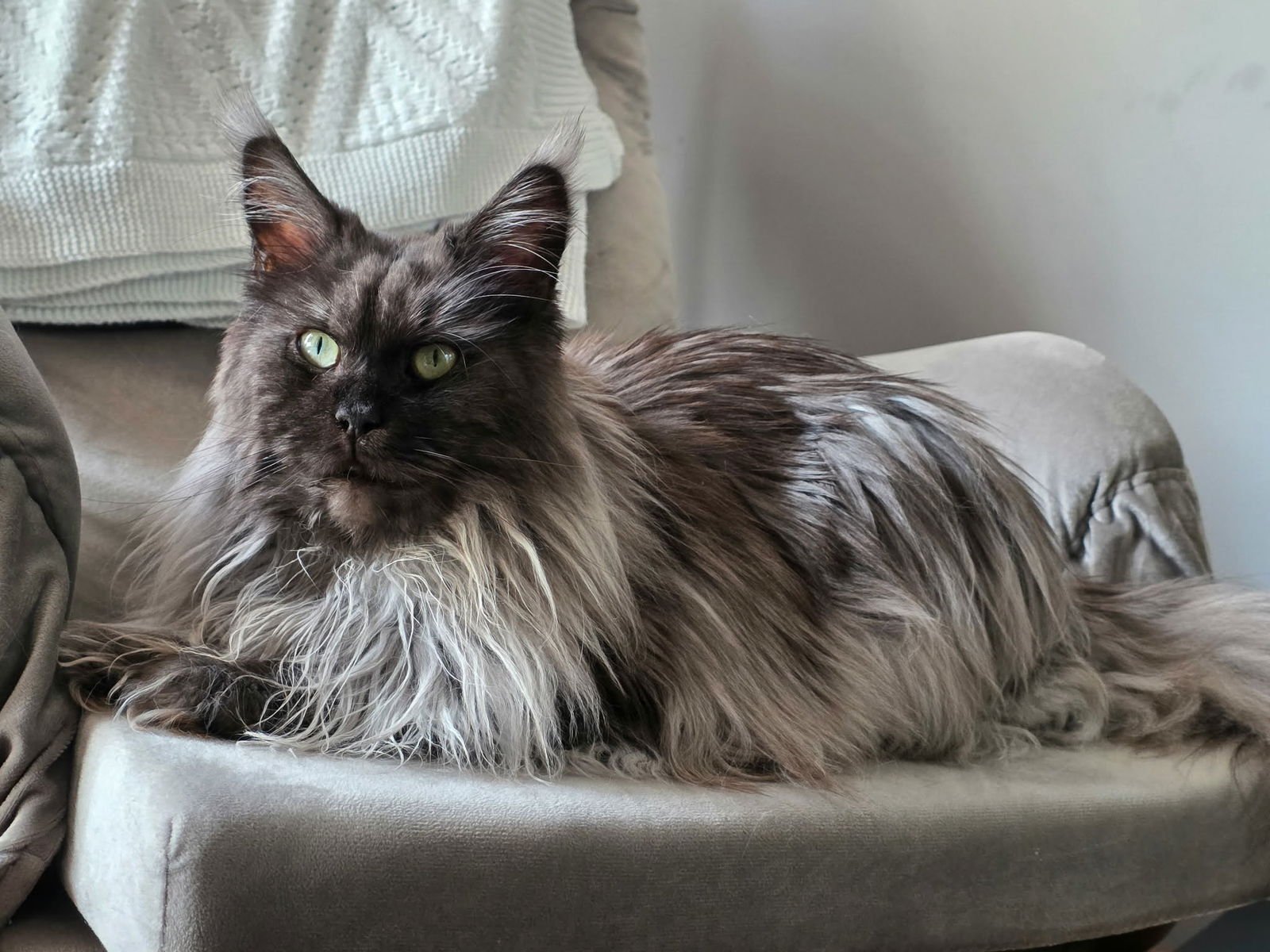 JINX - Maine Coon available for adoption