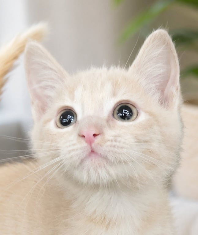 Kitten PJ Image