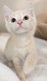 Kitten PJ - Photo 3