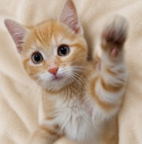 Kitten Dribble - Photo 1