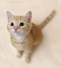 Kitten Dribble - Photo 2