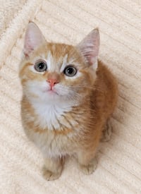 Kitten Dribble - Photo 3