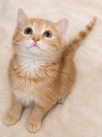 Kitten Dribble - Photo 4