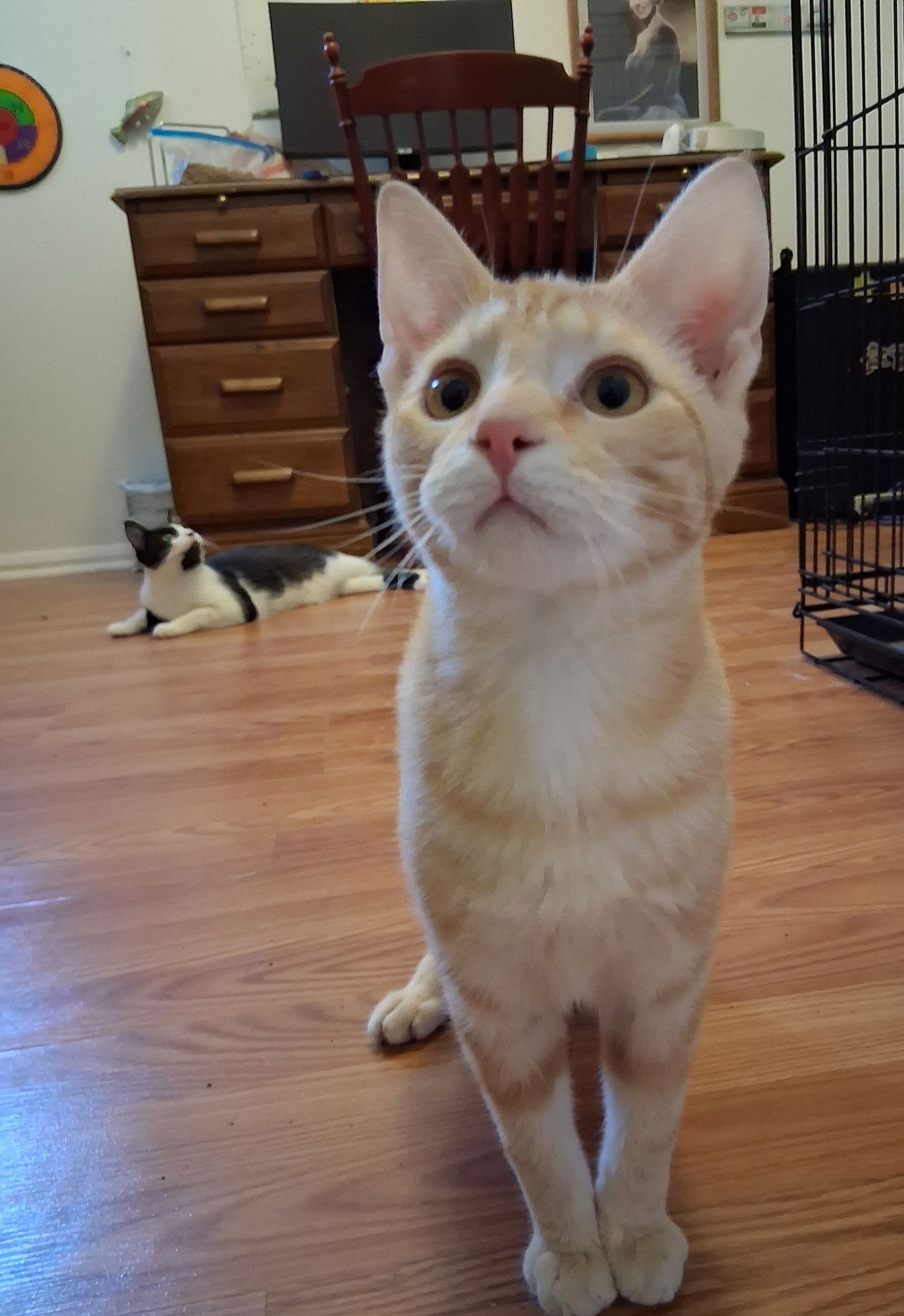 LIL JACK! - Tabby available for adoption