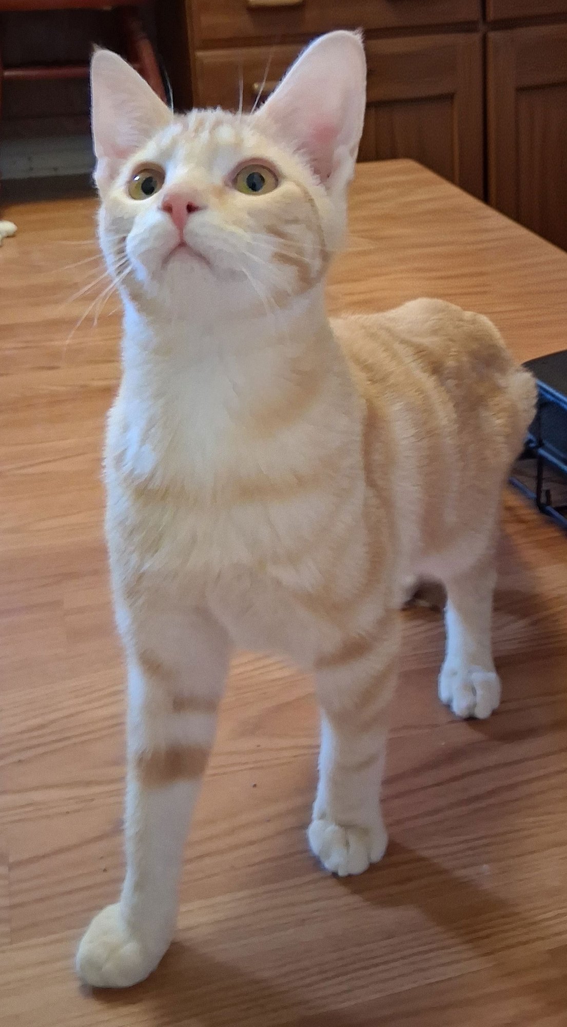 LIL JACK! - Tabby available for adoption