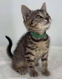 Kitten Lilly - Photo 2