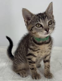 Kitten Lilly - Photo 4