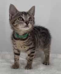 Kitten Lilly - Photo 3