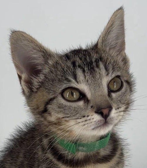 KITTEN LILLY - Domestic Short Hair / Tabby for adoption in Akron