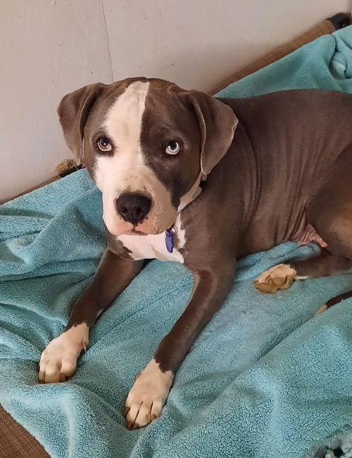NOVA - American Pit Bull Terrier available for adoption