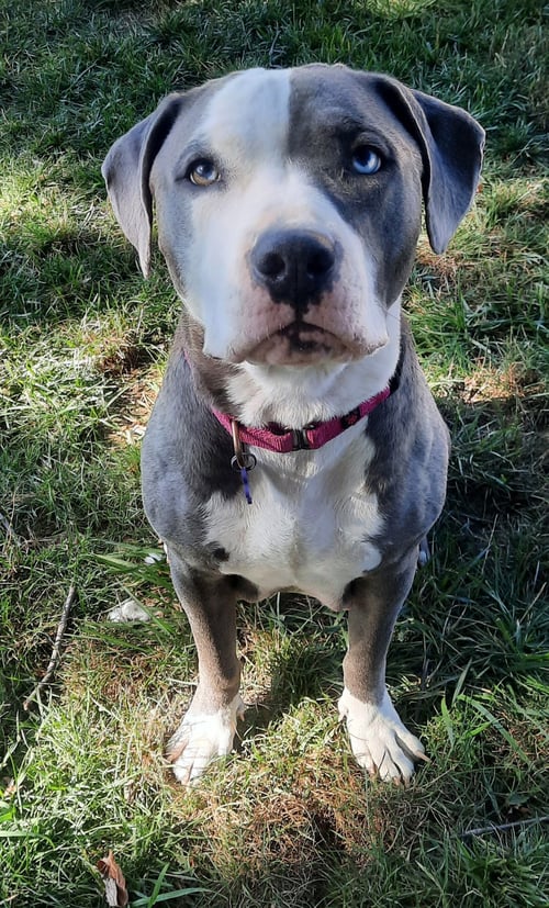 NOVA - American Pit Bull Terrier available for adoption
