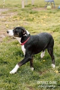 Jason Puppy - Photo 2