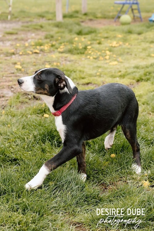 JASON PUPPY - Australian Shepherd available for adoption