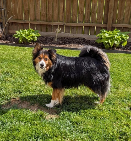 CHIPPY - Shetland Sheepdog Sheltie available for adoption
