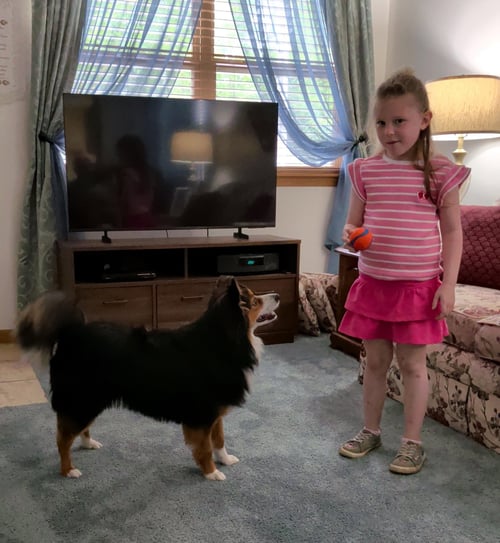CHIPPY - Shetland Sheepdog Sheltie available for adoption