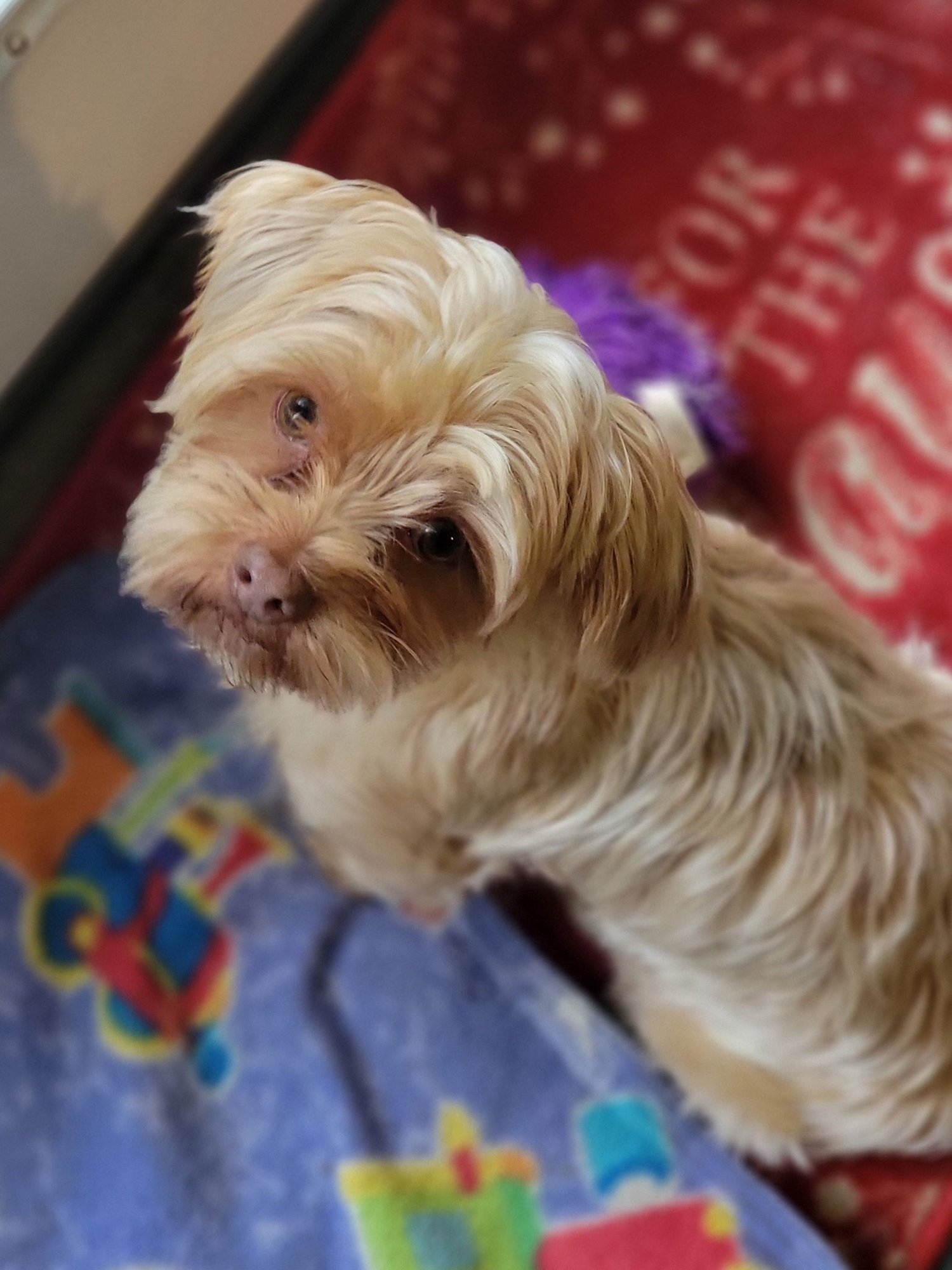 TEDDY - Yorkshire Terrier Yorkie / Shih Tzu available for adoption