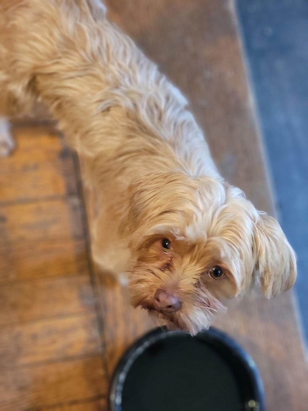 TEDDY - Yorkshire Terrier Yorkie / Shih Tzu available for adoption