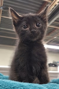 Kitten Cursor - Photo 4