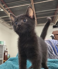 Kitten Cursor - Photo 3