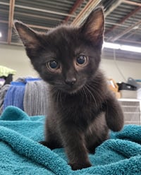Kitten Cursor - Photo 2