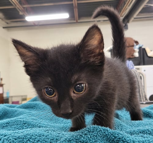 KITTEN CURSOR - Domestic Short Hair available for adoption