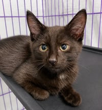 Kitten Dagger - Photo 2