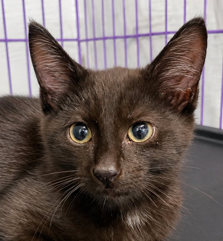 Kitten Dagger Image