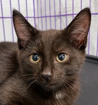 Kitten Dagger - Photo 1
