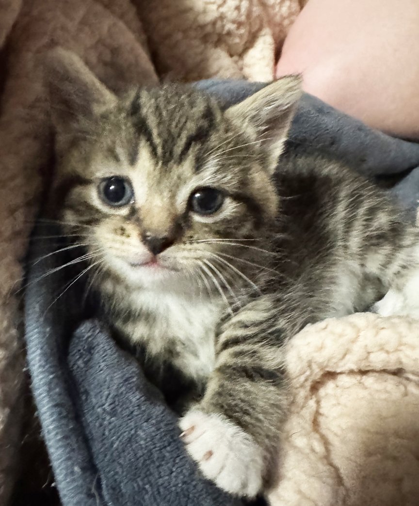 KITTEN LOTTIE - Bobtail / Domestic Short Hair available for adoption