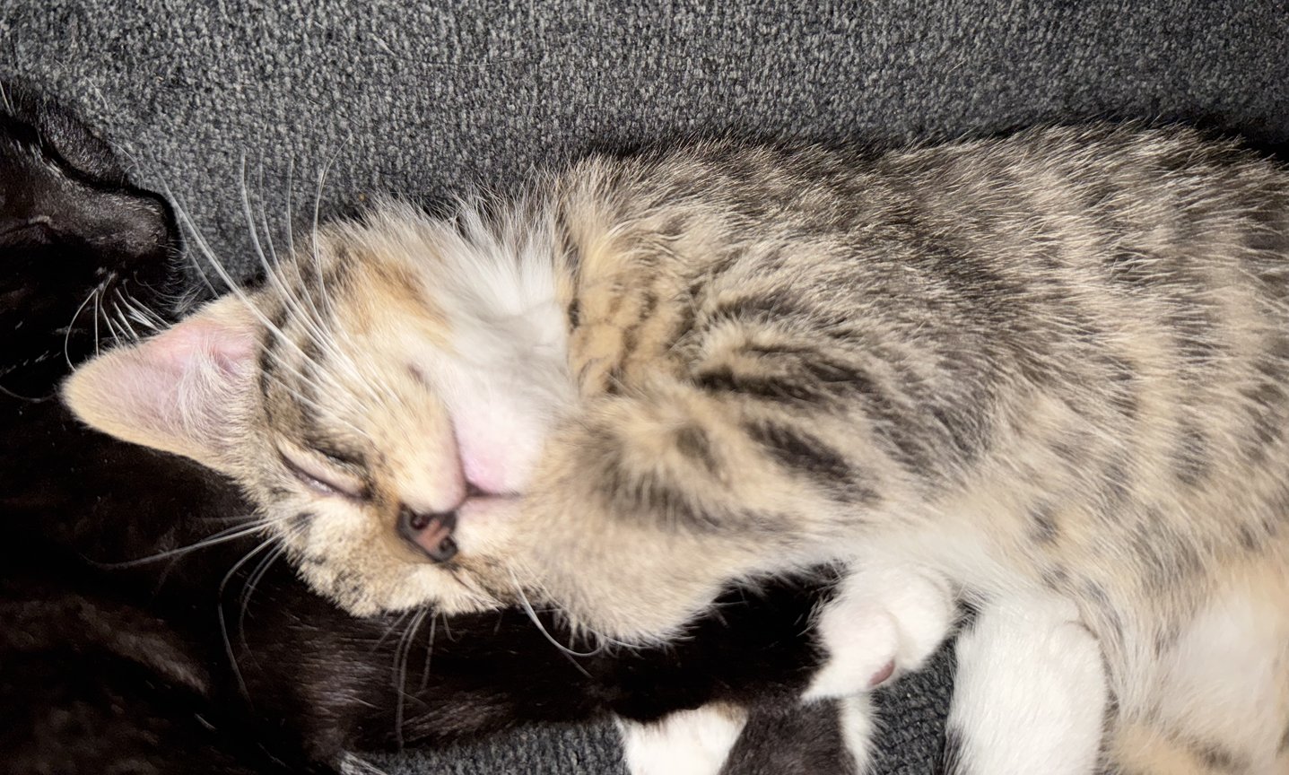 KITTEN LOTTIE - Bobtail / Domestic Short Hair available for adoption