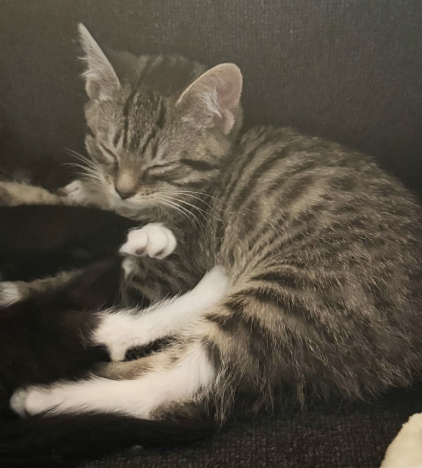 Kitten Lottie - Photo 3