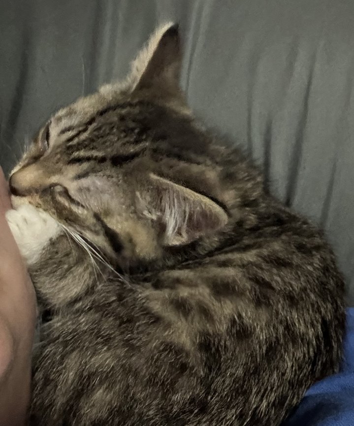 Kitten Lottie - Photo 4