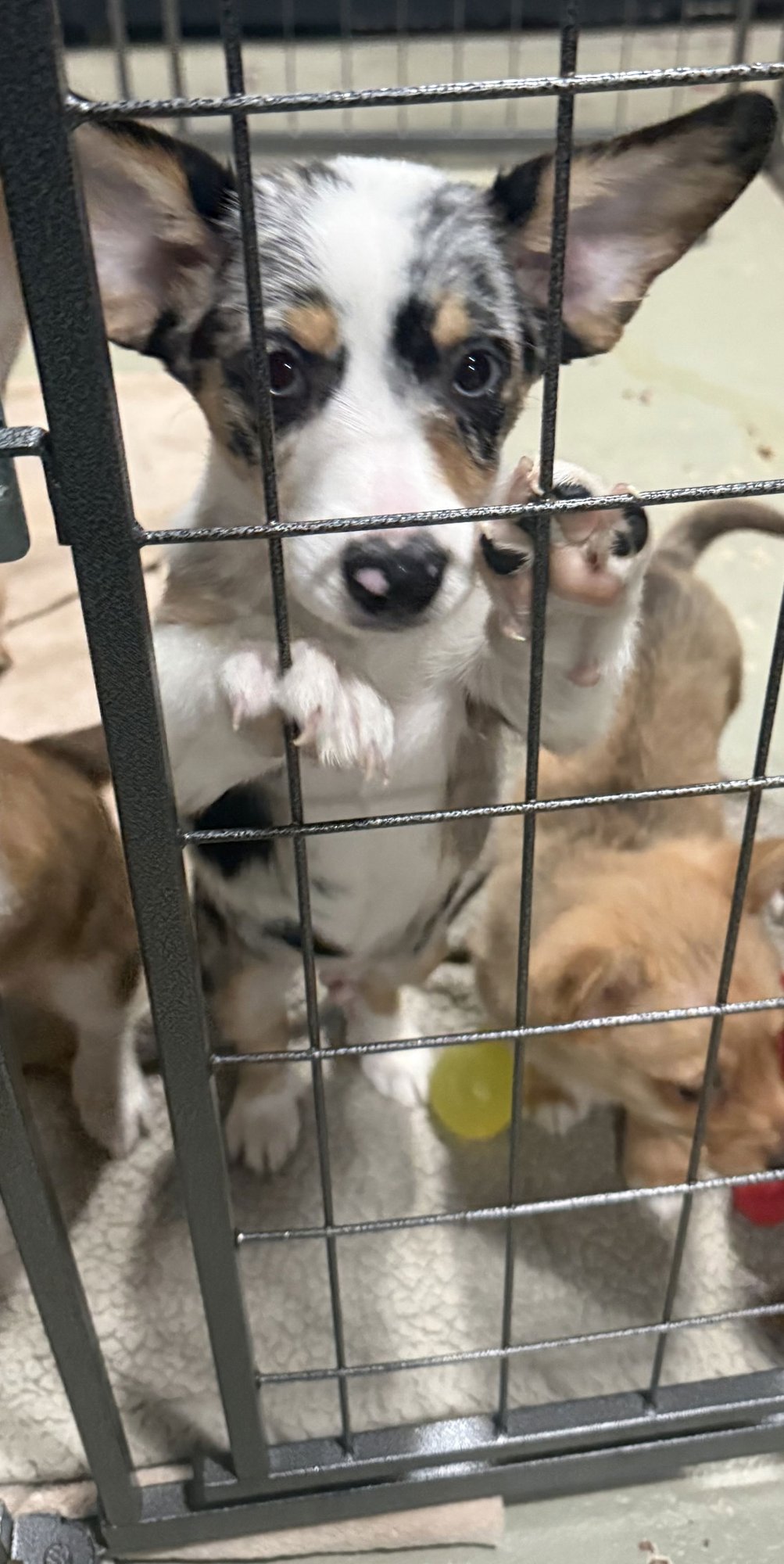 NATURE THEMED PUPPY-OAKLEY/ADOPTION PENDING - Corgi available for adoption