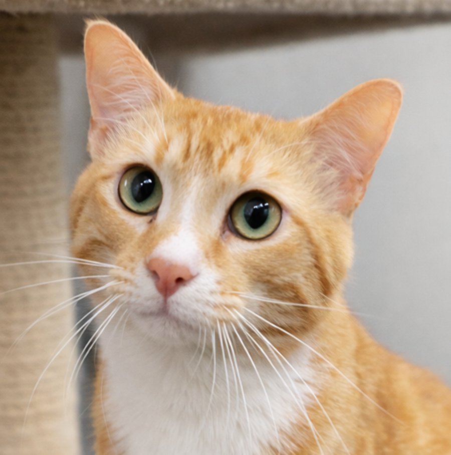 MITTS (POLYDACTYL) - Domestic Short Hair available for adoption