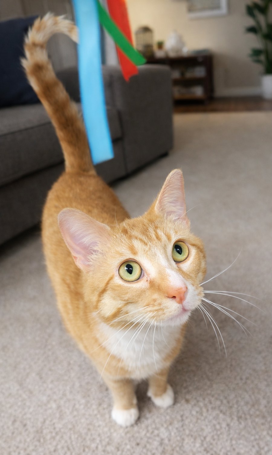 MITTS (POLYDACTYL) - Domestic Short Hair available for adoption