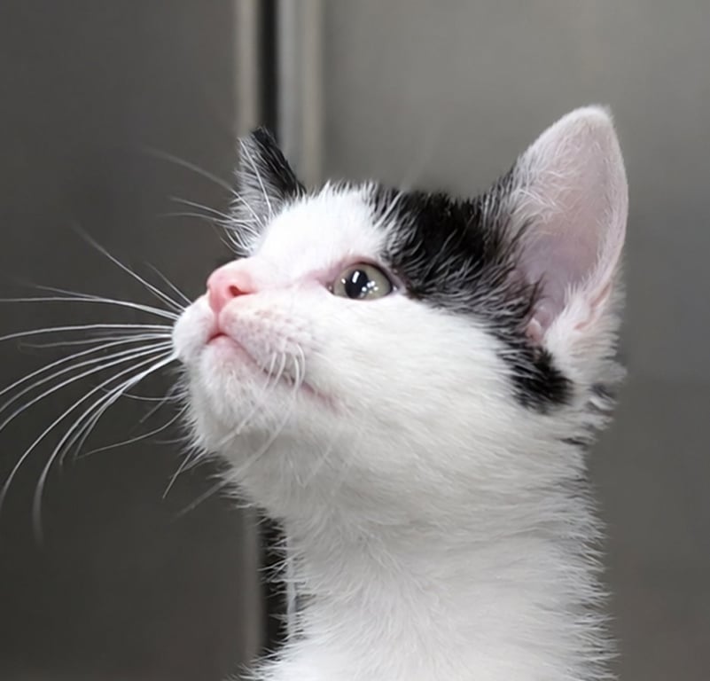 Kitten Dizzy Image