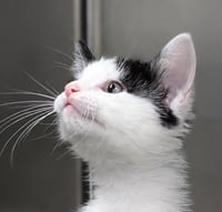 Kitten Dizzy - Photo 1