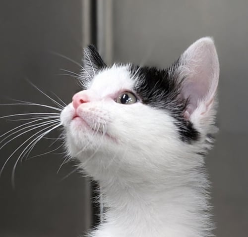KITTEN DIZZY - Domestic Short Hair for adoption in Akron