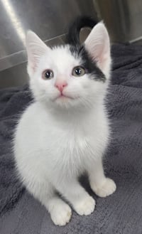 Kitten Dizzy - Photo 2