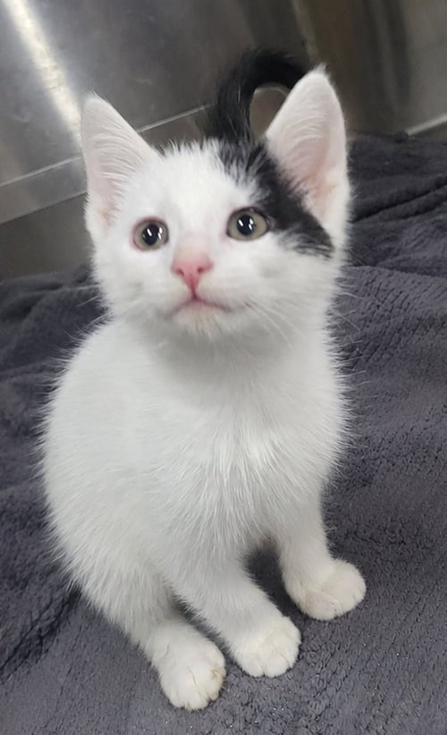 KITTEN DIZZY - Domestic Short Hair available for adoption