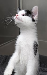 Kitten Dizzy - Photo 3