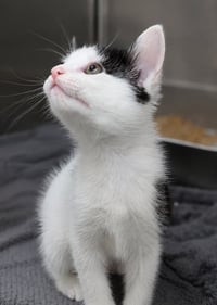 Kitten Dizzy - Photo 4