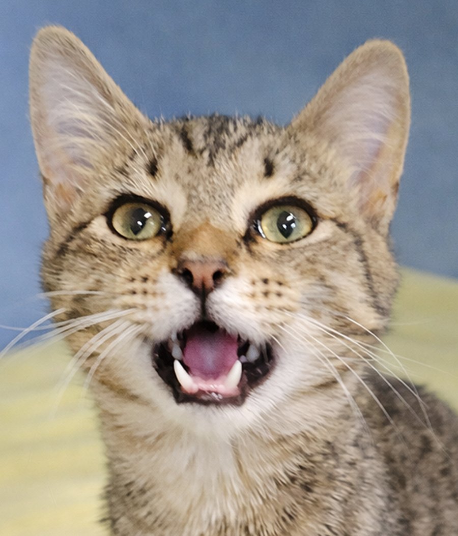 KITTEN TURNIP - Domestic Short Hair / Tabby available for adoption